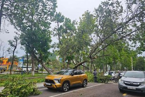 Cây xanh bật gốc khiến một người bị thương tại thành phố Quy Nhơn