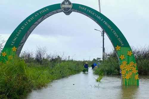 Mưa lớn gây thiệt hại nhiều hoa màu