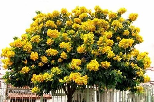 6 cây cảnh giúp trấn trạch, hút tài lộc và trường thọ