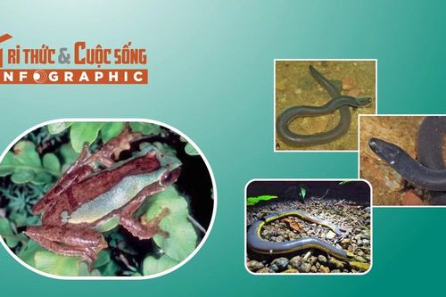 3 loài ếch lạ độc đáo chỉ có ở Việt Nam