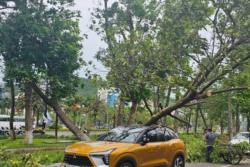 Cây bật gốc giữa phố làm bị thương người phụ nữ đi xe máy