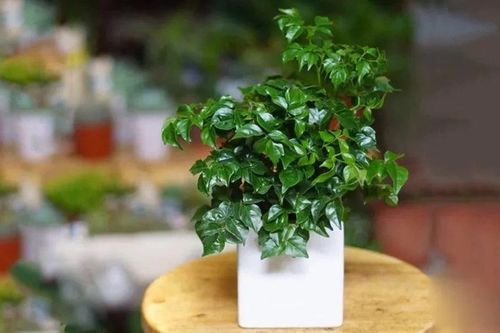 4 cây cảnh đặt phòng khách 'hút tiền vào như nước'