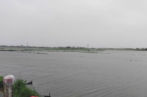 Hơn 3.000ha lúa ở Quảng Nam ngập úng do mưa lớn