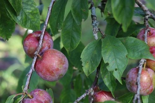 Mùa mận chín trên Cao nguyên trắng Bắc Hà