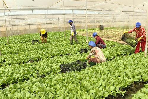 TP Hồ Chí Minh tổ chức Tuần lễ Giống, Nông nghiệp công nghệ cao và sinh vật cảnh 2025