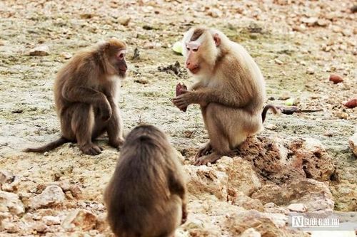 Khám phá đảo khỉ giữa lòng hồ Ngàn Trươi