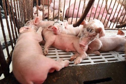 Thị trường thịt heo Việt Nam: Những ông lớn nào đang chia miếng bánh tỷ đô?