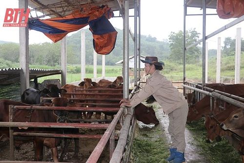 Nâng cao chất lượng đàn bò thịt