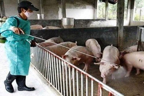 Thủ tục hỗ trợ cơ sở sản xuất bị thiệt hại do dịch bệnh động vật