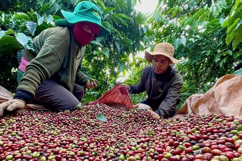 Cà phê Robusta Gia Lai chinh phục phân khúc giá trị cao
