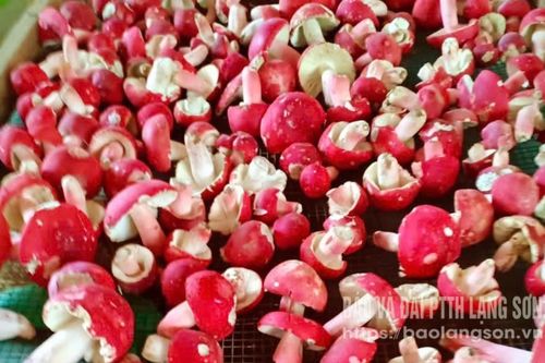 Vàng đỏ giữa đại ngàn