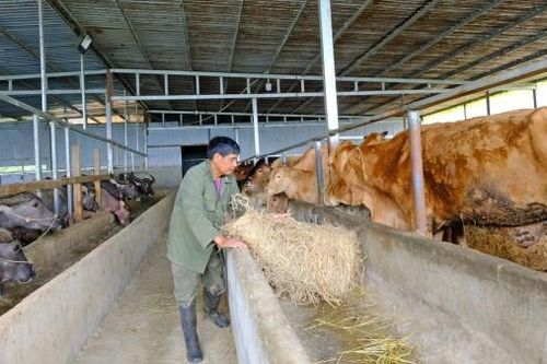 Hiệu quả từ chuyển đổi phương thức chăn nuôi ở Đạ Sar