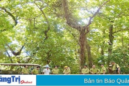 Chủ động bảo vệ và phòng cháy, chữa cháy rừng
