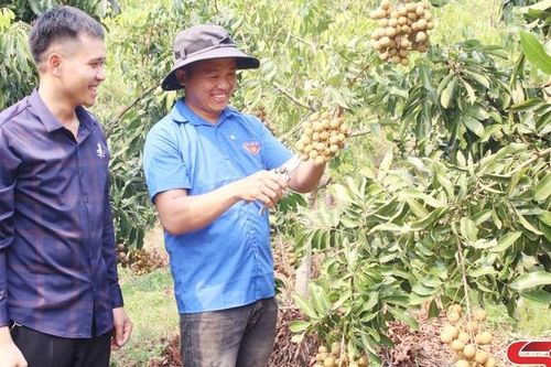 Thanh niên tiêu biểu làm kinh tế giỏi
