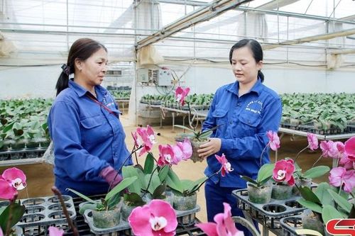 Thu hút tạo việc làm cho lao động địa phương