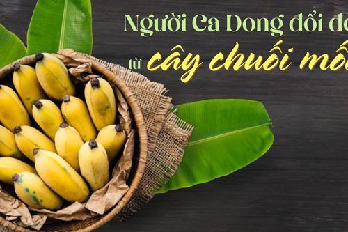 Người Ca Dong đổi đời từ cây chuối mốc