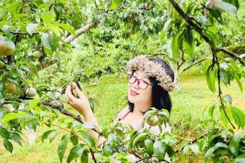 Mận Bắc Hà căng tròn, óng ả níu chân du khách