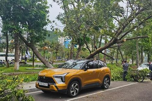 Bình Định: Cây bật gốc giữa phố đè trúng người phụ nữ đi xe máy