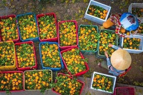 Sáp nhập đơn vị hành chính: Cơ hội để HTX sản xuất OCOP nâng tầm thương hiệu