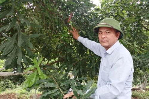 Nông dân Tuần Giáo làm giàu từ 'cây tỷ đô'