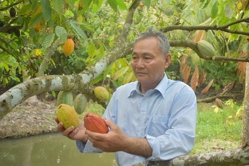 Thành viên HTX tại Trà Ôn thu nhập ổn định nhờ cây ca cao
