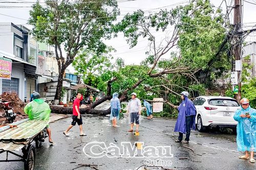 Cây xanh bật gốc, gần 2.000 ha lúa bị ngập