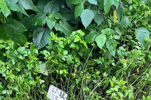 2 thanh niên tử vong trong bụi rậm: Hiện trường có gì?