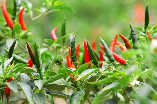 Trồng ớt muốn ra trái thật cay nên bón phân gì, chăm sóc thế nào?