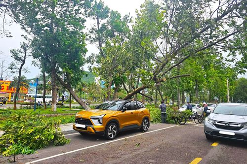 Gió to, cây xanh bật gốc đè bị thương người đi đường tại Bình Định