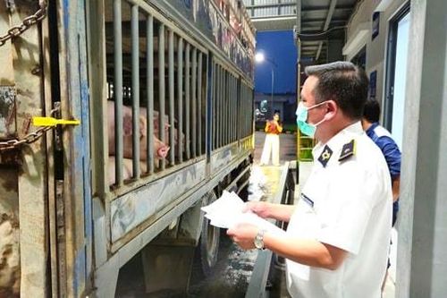 Kiểm tra công tác giết mổ, vệ sinh thú y tại Công ty cổ phần Chăn nuôi CP Việt Nam