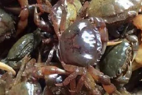 7 lưu ý cần thiết khi ăn cua đồng trong mùa hè