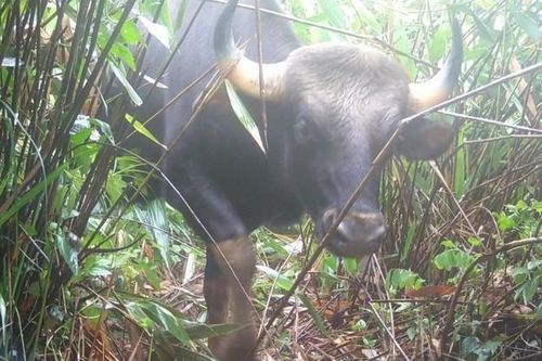 Hàng loạt động vật quý hiếm đang sống khỏe ở Tây Nguyên