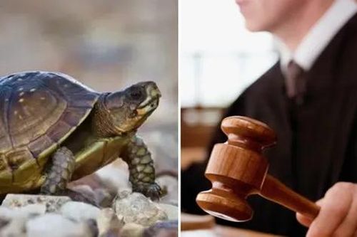 Trung Quốc: Con rùa từ trên cao rơi vào đầu em bé, người chủ phải đền hơn 4 tỷ
