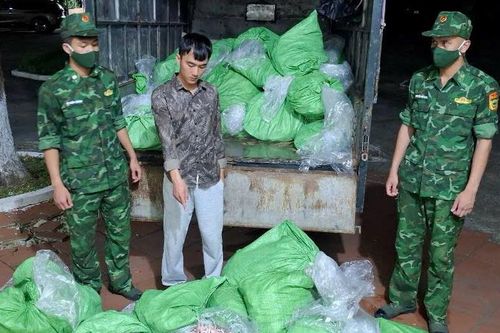Vận chuyển thuê 560 kg chân gà không rõ nguồn gốc