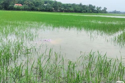 Quảng Nam: Mưa lớn gây ngập hơn 15.800 ha hoa màu