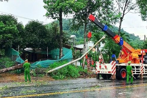 Lâm Đồng: Mưa kèm gió giật mạnh gây ngã đổ nhiều cây xanh