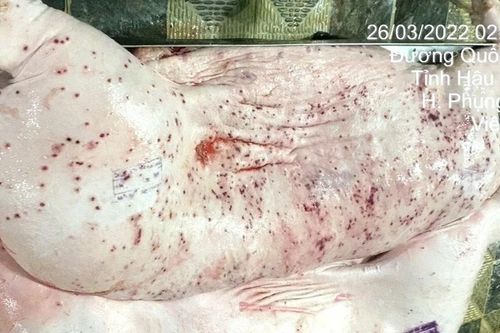 Đóng dấu kiểm dịch sai lên heo bệnh, xử phạt thế nào?