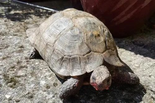 Chuyên gia sững sờ về giới tính thật của cụ rùa gần 100 tuổi