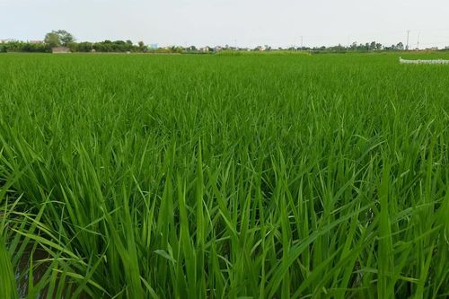 Trở về với mùa Hạ