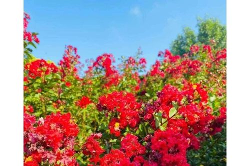 Giống hoa mới 'phủ xanh' đô thị