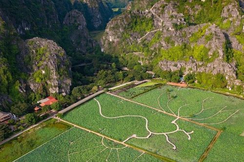 Ninh Bình: Đến Hang Múa ngắm sen bung lụa giữa trời hạ