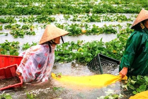 Quảng Nam: Hơn 700 nhà dân bị ngập, 16.000ha lúa, hoa màu chìm trong nước lũ sau bão số 1