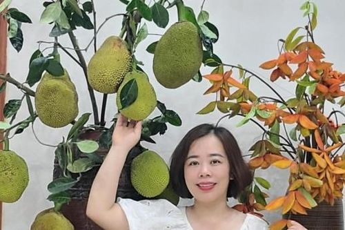 Quả mít, cành roi, chùm vải 'lên bình' đẹp lạ, gây sốt mạng