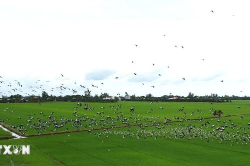 Xuất hiện đàn cò ốc quý hiếm tại Đồng Tháp