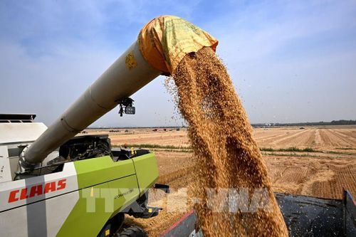 Argentina nâng dự báo sản lượng đậu tương niên vụ 2024/25 lên 50,3 triệu tấn