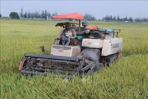 Năng suất lúa xuân tại Nam Định đạt gần 70 tạ/ha