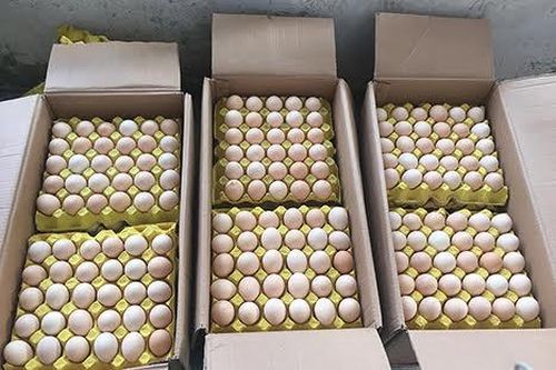 Phát hiện, thu giữ số lượng lớn con giống và trứng gia cầm không rõ nguồn gốc