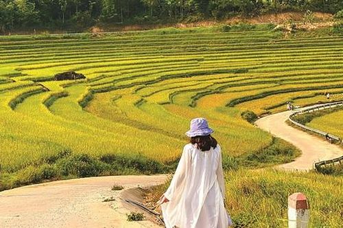Về cùng miền lúa thênh thang