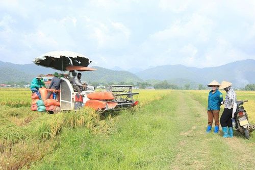 Chi phí sản xuất tăng, nông dân thiệt