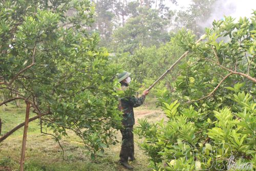 Phát triển vùng trồng cây ăn quả